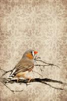Zebra Finch #87150 Zebra Finch #87150