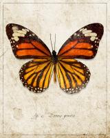 Common Tiger Butterfly #87516 Common Tiger Butterfly #87516