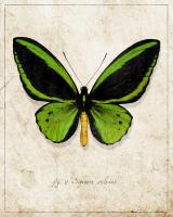 Malachite Butterfly #87518