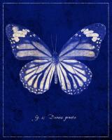 Common Tiger Butterfly Cyanotype #87519