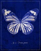 Common Tiger Butterfly Cyanotype #87519 Common Tiger Butterfly Cyanotype #87519