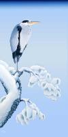 Winter Heron #GY114483 Winter Heron #GY114483