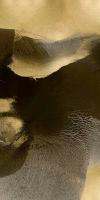 Circulate II #HC114185 Circulate II #HC114185