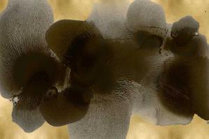 Continuous Black on Gold #HC114188 Continuous Black on Gold #HC114188