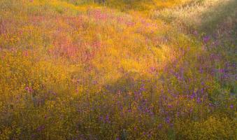 High Desert Spring 1 #91615 High Desert Spring 1 #91615