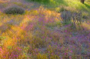High Desert Spring 2 #91616 High Desert Spring 2 #91616
