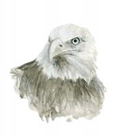 Eagle Bust #98715