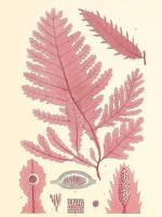 British Seaweed Plate CCLIX #86850 British Seaweed Plate CCLIX #86850