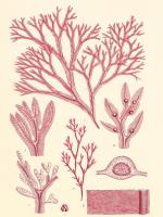 British Seaweed Plate CCXLVII #86851