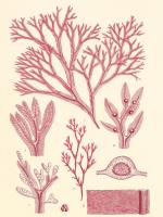 British Seaweed Plate CCXLVII #86851 British Seaweed Plate CCXLVII #86851