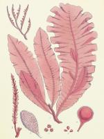 British Seaweed Plate CLL #86853 British Seaweed Plate CLL #86853