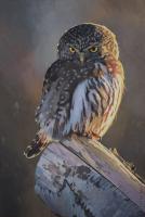 Northern Pygmy Owl #91434