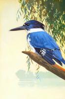 Belted Kingfisher #98434