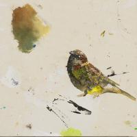 Junco #IE019-A Junco #IE019-A