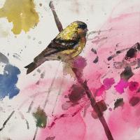 Yellow Siskin #IE030-A Yellow Siskin #IE030-A
