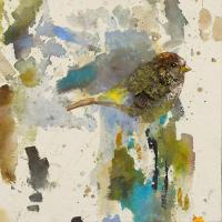Blue Chiffchaff #IE035-A Blue Chiffchaff #IE035-A