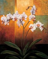 Orchids #ILD4599