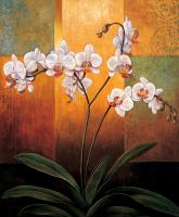 Orchids #ILD4599 Orchids #ILD4599