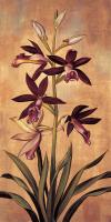 Burgundy Orchid #ILD5096