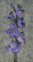 Purple Gladiola #IS4065