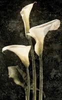 Callas II #IS4617 Callas II #IS4617