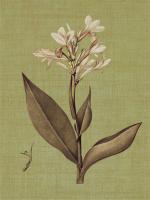 Botanica Verde II #IS5759 Botanica Verde II #IS5759