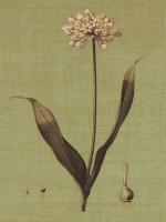 Botanica Verde III #IS5760 Botanica Verde III #IS5760