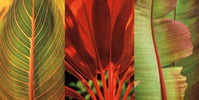 Tropical Treasure I #IS6509 Tropical Treasure I #IS6509