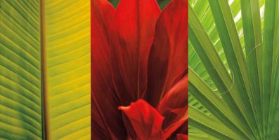 Tropical Treasure II #IS6510
