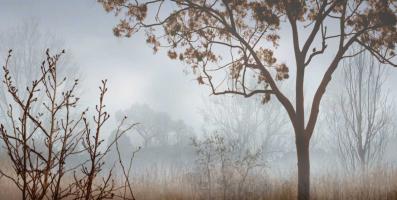 Early Morning Mist I #IS6946 Early Morning Mist I #IS6946