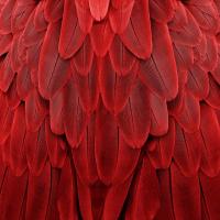 Feathered Friend - Red #JBC112175