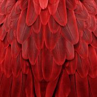 Feathered Friend - Red #JBC112175 Feathered Friend - Red #JBC112175