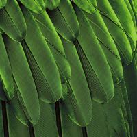 Feathered Friend - Green #JBC112176