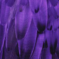 Feathered Friend - Purple #JBC112177