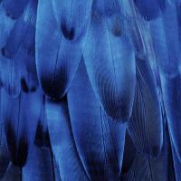 Feathered Friend - Indigo #JBC112178 Feathered Friend - Indigo #JBC112178