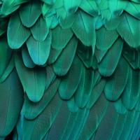 Feathered Friend - Aqua #JBC112179