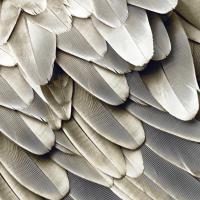 Feathered Friend - Pearl II #JBC112350 Feathered Friend - Pearl II #JBC112350