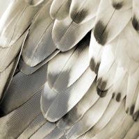 Feathered Friend - Pearl IV #JBC112352 Feathered Friend - Pearl IV #JBC112352