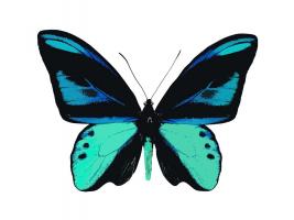 Vibrant Butterfly I #JBC113330