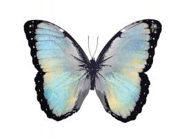 Blue Hue Butterfly #JBC113331