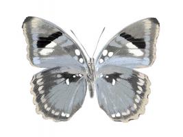Butterfly in Grey I #JBC113335