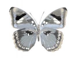 Butterfly in Grey I #JBC113335 Butterfly in Grey I #JBC113335