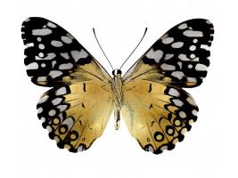 Golden Butterfly IV #JBC113339