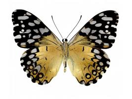 Golden Butterfly IV #JBC113339 Golden Butterfly IV #JBC113339