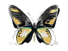Vibrant Butterfly VI #JBC113346