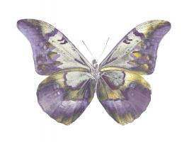 Butterfly in Teal and Blue #JBC113356 Butterfly in Teal and Blue #JBC113356