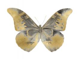 Golden Butterfly II #JBC113357