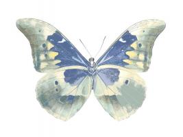 Butterfly in Aqua II #JBC113359