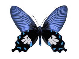 Vibrant Butterfly III #JBC113365