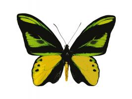 Vibrant Butterfly VII #JBC113368 Vibrant Butterfly VII #JBC113368